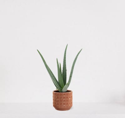 Aloë Vera in sierpot Janneke peach – vetplant – eenvoudig te onderhouden - 35-45cm - Ø13 – geleverd met plantenpot – vers uit de kwekerij
