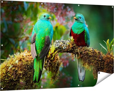 Gards Tuinposter Twee Groene Quetzal Vogels op een Tak - 150x100 cm - Tuindoek - Tuindecoratie - Wanddecoratie buiten - Tuinschilderij