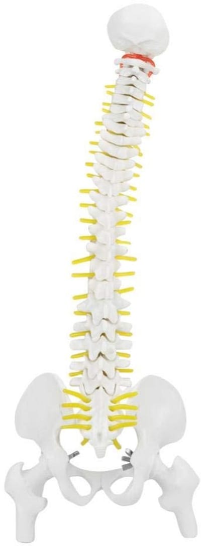 Dailygoods- Wervelkolom model 45 cm - Anatomie model - Flexibele wervelkolom - Medisch onderwijs - PVC/PU materiaal - Inclusief modelbasis - Anatomisch Model