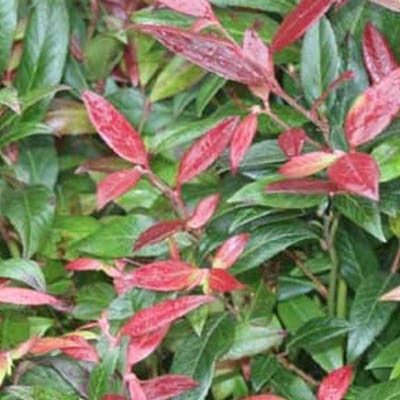 Leucothoe  'Zeblid' - Druifheide 20-30 cm pot