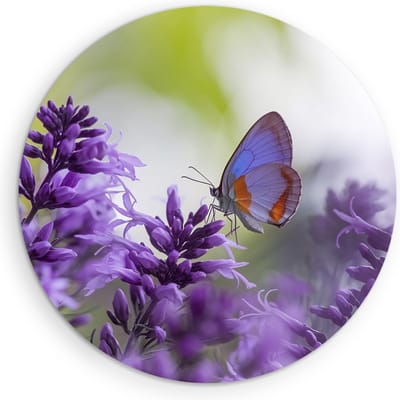 Saammp Muurcirkel Hout - Vlinder bij lavendel - Bloemen - Dieren - Natuur - Ø 90 - Wandcirkel - Wanddecoratie Cirkel - muurdecoratie Woonkamer - Slaapkamer decoratie - Rond Schilderij