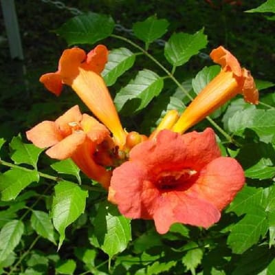 Campsis Rad. 'Flamenco' - Trompetbloem 50-60 cm in pot