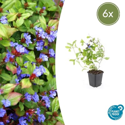 Tuinplantenshop.com | Ceratostigma plumbaginoides | 6 stuks - Ø9cm - 10-25cm hoog - Tuinplant