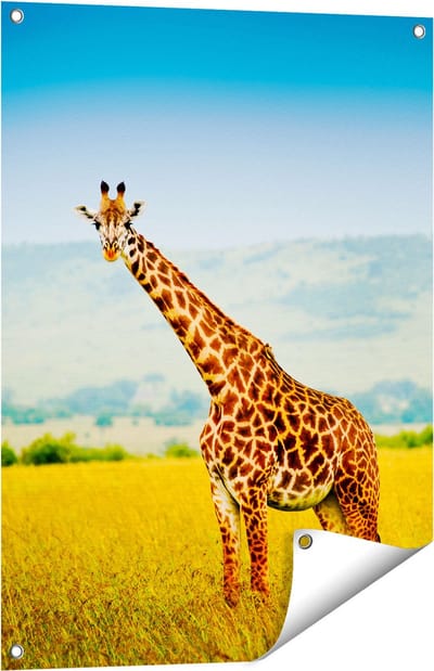 Gards Tuinposter Giraffe in het Veld - 60x80 cm - Tuindoek - Tuindecoratie - Wanddecoratie buiten - Tuinschilderij