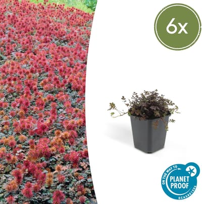Tuinplantenshop.com | Acaena microphylla 'Kupferteppich' | 6 stuks - Ø9cm - 10-25cm hoog - Tuinplant - Multideal