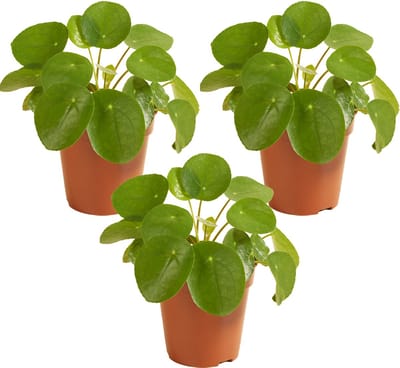 Bloomique - Set van 3 - Pilea Peperomioides - Pannenkoekenplant - Kamerplanten - Luchtzuiverend - Diervriendelijk - Hoogte 15-20 cm - Pot 12 cm