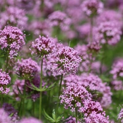 Phuopsis stylosa - Perzische kruisjesplant - Bijen-Vlinders - Bodembedekkers - Geurend - Groenblijvend - Vaste planten