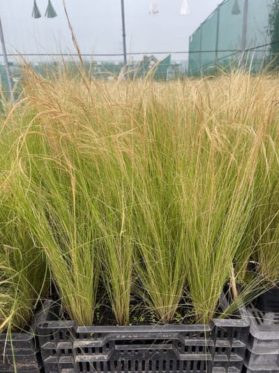 6x Vedergras - Stipa tenuifolia | 9x9 cm pot