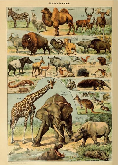 Vintage Poster Schoolplaat Dieren - Olifant, Giraffe, Hert, Zebra - Retro Educatieve Illustratie - 50x70 cm