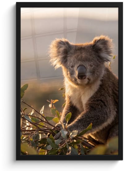 Poster in lijst - Fotolijst 40x60 cm - Posters - Koala - Bladeren - Ochtendlicht - Posterlijst zwart - Decoratie - Wanddecoratie woonkamer - Muurdecoratie slaapkamer