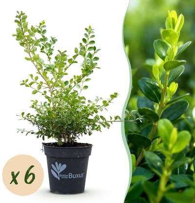 Green boutiQ - Buxus Haag - BetterBuxus Babylon Beauty - Resistant tegen de Buxus schimmel - 6 planten - 1 strekkende meter - pot 13cm hoogte 30-35