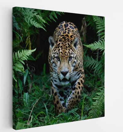 Saammp Canvas Schilderij - Jaguar in de natuur- Dieren - 20x20 - Foto op canvas - Wanddecoratie - Muurdecoratie Woonkamer - Slaapkamer decoratie - Canvas Print