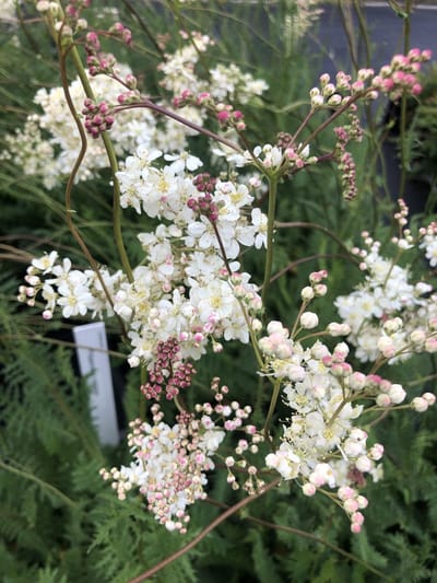6x Knolspirea - Filipendula vulgaris | 9x9 cm pot