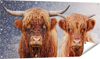 Gards Tuinposter Schotse Hooglander Koppel - Man en Vrouw - 120x60 cm - Tuindoek - Tuindecoratie - Wanddecoratie buiten - Tuinschilderij