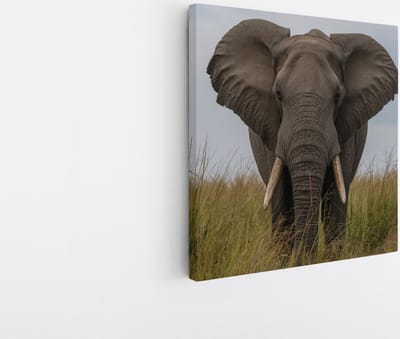 Saammp Canvas Schilderij - olifant in het gras - Afrika - Dieren - 20x20 - Foto op canvas - Wanddecoratie - muurdecoratie Woonkamer - Slaapkamer decoratie - Canvas Print