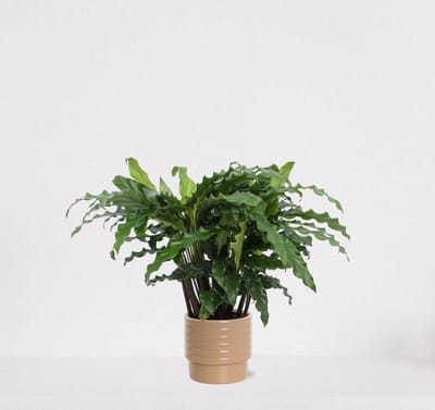 Calathea Blue Grass in luxe sierpot Naemi Taupe – luchtzuiverende kamerplant – pauwenplant – living plant - 35-45cm - Ø13 – geleverd met plantenpot – vers uit de kwekerij