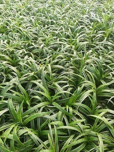 6x Leliegras - Liriope musc. 'Gold Banded' | 9x9 cm pot