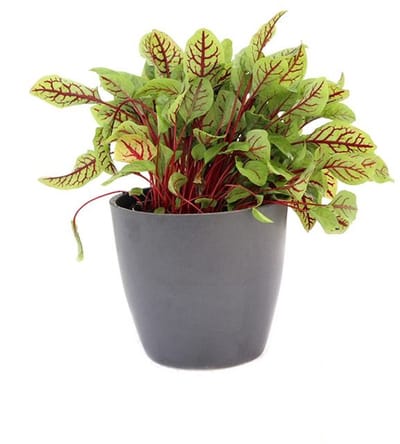 Bloedzuring Plant – 2 Stuks – Eetbare Kruidenplant – Meerjarig – Balkon & Moestuin – Rumex sanguineus