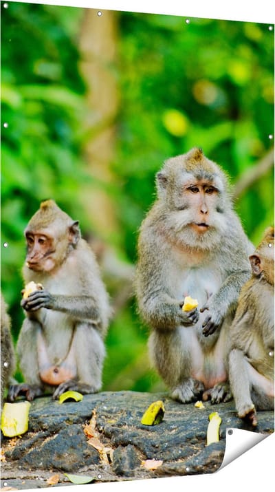 Gards Tuinposter Groep Apen Eten Bananen in het Bos - 120x180 cm - Tuindoek - Tuindecoratie - Wanddecoratie buiten - Tuinschilderij