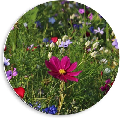 KuijsFotoprint - Schilderij - Velt Met In Kleuren - Multicolor - 40 X 40 Cm