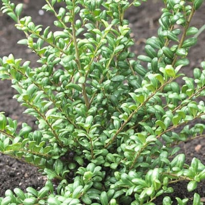 12 x Chinese Hulst Buxusvervanger - Lage Haagplant Wintergroen - Ilex crenata 'Convexa' in 9x9cm pot met hoogte 5-10cm
