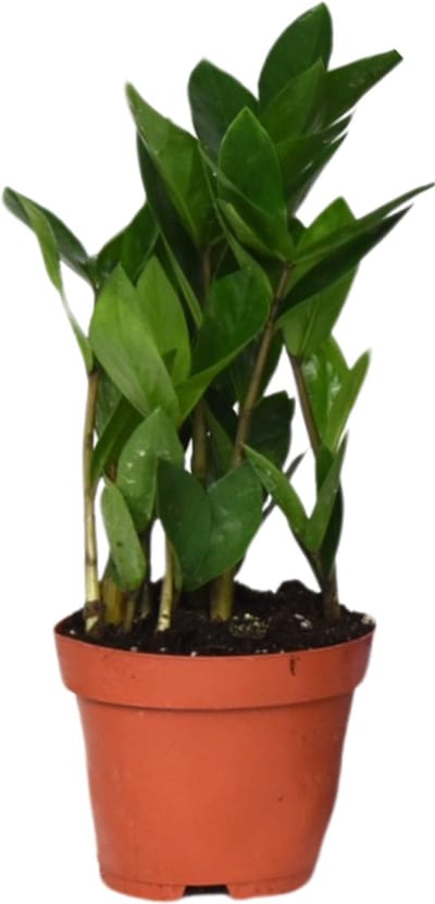 Plantenboetiek.nl | Zamioculcas - Ø12cm - 30cm hoog - Kamerplant - Groenblijvend