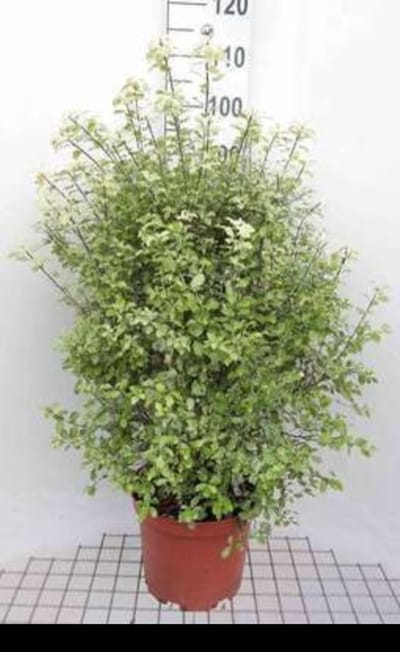 Pittosporum ten. 'Irene Patterson' - Australische Laurier 30- 40 cm in pot