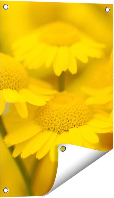 Gards Tuinposter Gele Kamille Bloemen - 40x60 cm - Tuindoek - Tuindecoratie - Wanddecoratie buiten - Tuinschilderij