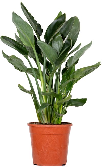Bloomique - Strelitzia Reginae - Paradijsvogelplant - Paradijsvogelbloem - Kamerplanten - Luchtzuiverend - Gemakkelijk te Verzorgen - Hoogte 80-100 cm - Pot 24 cm