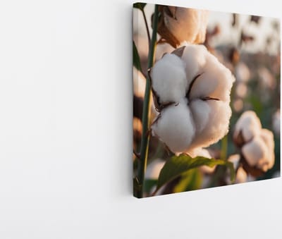 Saammp Canvas Schilderij - Katoenplanten in het zonlicht - Natuur - Bloemen - 20x20 - Foto op canvas - Wanddecoratie - Muurdecoratie Woonkamer - Kantoor Decoratie