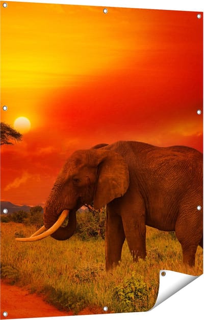 Gards Tuinposter Olifant in het Wild tijdens Zonsondergang - 90x120 cm - Tuindoek - Tuindecoratie - Wanddecoratie buiten - Tuinschilderij