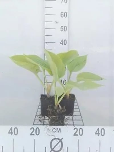 6x Funkia - Hosta hybr. 'Sum And Substance' | 9x9 cm pot