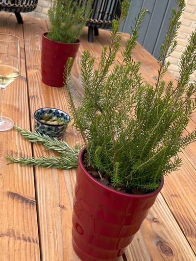 Boomheide - 10 Stuks - Erica scoparia - P9.5 - Plant - Tuinplant - Heide