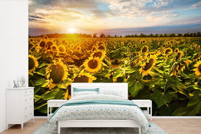 Behang - Fotobehang Bloemen - Zonnebloem - Lucht - Breedte 360 cm x hoogte 240 cm