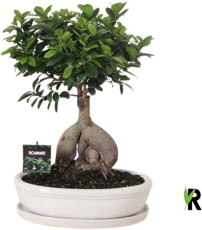 Ficus Microcarpa Ginseng in keramiek ovaal wit 45 cm - Kamerplant - Potmaat Ø35 cm