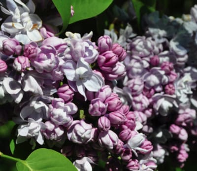 Syringa vulgaris 'Katherine Havemeyer' - Gewone Sering 50 - 60 cm in pot