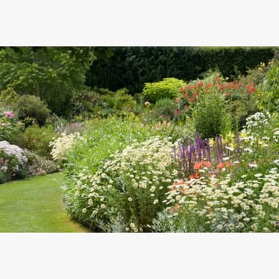 Romantische Witte border (met blauw / rode accenten) - bloeit in Mei / Juni / Juli / Augustus / September