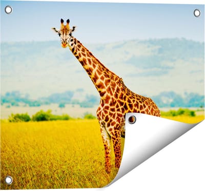 Gards Tuinposter Giraffe in het Veld - 50x40 cm - Tuindoek - Tuindecoratie - Wanddecoratie buiten - Tuinschilderij