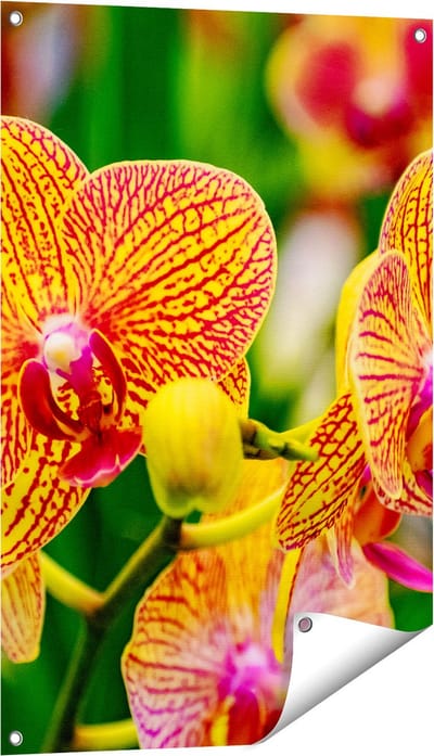 Gards Tuinposter Geel Rode Orchidee Bloemen - 60x90 cm - Tuindoek - Tuindecoratie - Wanddecoratie buiten - Tuinschilderij