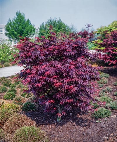 Plants Online - Tuinplanten - Heesters - Set van 1 - Acer palmatum 'Bloodgood' - 5 liter pot - Plant 50-60 cm