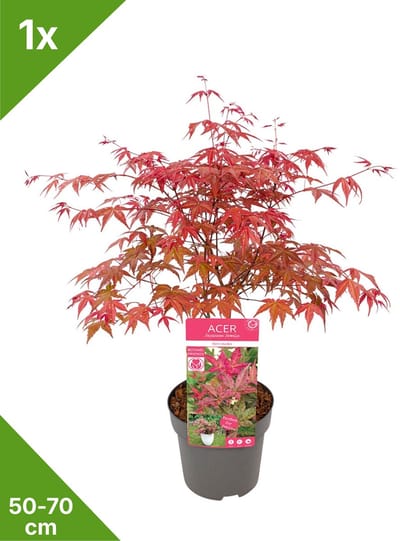 GARDENZO - 1x Acer palmatum 'Beni-maiko' - Japanse Esdoorn in 3 ltr pot 50/70 cm
