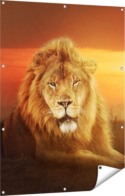 Gards Tuinposter Leeuw in de Savanne - Zonsondergang - 90x120 cm - Tuindoek - Tuindecoratie - Wanddecoratie buiten - Tuinschilderij