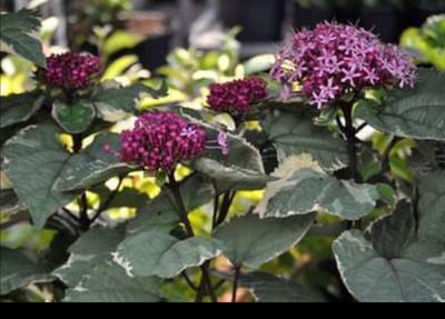 2 x Clerodendrum bungei 'Pink Diamond'® - Kransenboom 60- 80 cm in pot