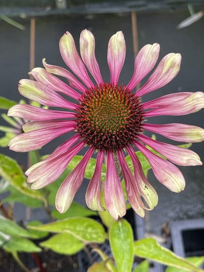 6x Zonnehoed - Echinacea purpurea 'Green Twister' | 9x9 cm pot