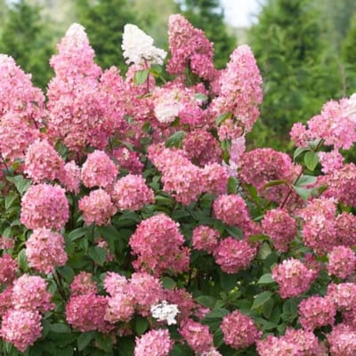 Pluimhortensia (Hydrangea paniculata) - Hortensia Pinky Winky® - Vaste planten - Bijen-Vlinders - Geurend - Zomerbollen
