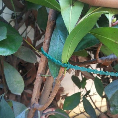 Dailygoods- Plantbinder Verstelbaar - Flexibele Tuinbanden - Ondersteuning voor Planten - 50 Stuks - PE-Materiaal - Groene Kleur - Plantband