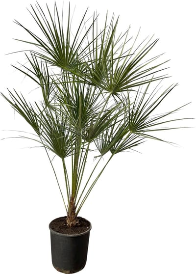 Chamaerops Humilis op stam hoogte ca 160 cm - Ø28cm, dwergpalm voorbinnenof buiten