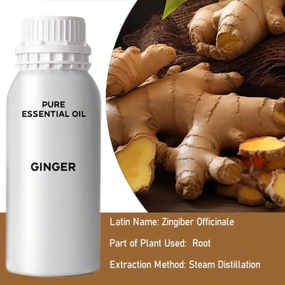 Gember Etherische Olie – 0,5 kg – Ancient Wisdom – Aromatherapie & Cosmetica