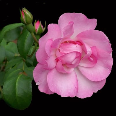Rosa 'Centenaire de Lourdes' - Prachtige rozen voor in uw tuin
