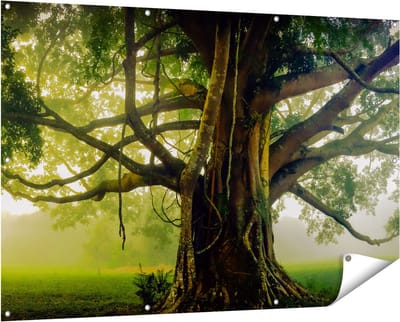 Gards Tuinposter Grote Levensboom met Veel Takken - 150x100 cm - Tuindoek - Tuindecoratie - Wanddecoratie buiten - Tuinschilderij